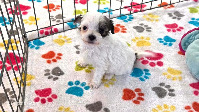 Penny – Havapoo puppy for sale in Tucson, AZ
