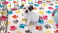 Penny, a female Havapoo for sale in Tucson, AZ – 1 of 10