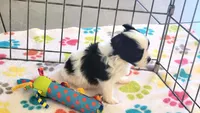 Ace, a male Maltese and Papillon for sale in Tucson, AZ – 2 of 9