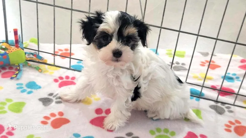 Amber – Havanese puppy for sale in Tucson, AZ