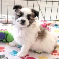 Felix, a male Maltese and Papillon for sale in Tucson, AZ – Photo 3 of 10