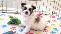Felix, a male Maltese and Papillon for sale in Tucson, AZ – Photo 3 of 10