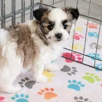 Felix, a male Maltese and Papillon for sale in Tucson, AZ – Photo 10 of 10