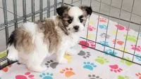 Felix, a male Maltese and Papillon for sale in Tucson, AZ – Photo 10 of 10