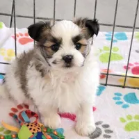 Felix, a male Maltese and Papillon for sale in Tucson, AZ – Photo 9 of 10