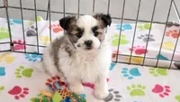 Felix, a male Maltese and Papillon for sale in Tucson, AZ – Photo 9 of 10