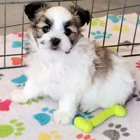 Felix, a male Maltese and Papillon for sale in Tucson, AZ – Photo 1 of 10