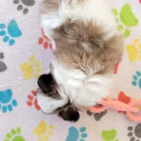 Felix, a male Maltese and Papillon for sale in Tucson, AZ – Photo 8 of 10