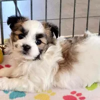 Felix, a male Maltese and Papillon for sale in Tucson, AZ – Photo 2 of 10