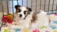 Felix, a male Maltese and Papillon for sale in Tucson, AZ – Photo 2 of 10