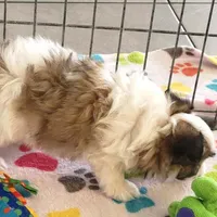 Felix, a male Maltese and Papillon for sale in Tucson, AZ – Photo 4 of 10