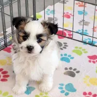 Felix, a male Maltese and Papillon for sale in Tucson, AZ – Photo 7 of 10