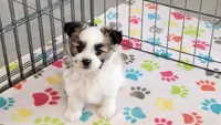 Felix, a male Maltese and Papillon for sale in Tucson, AZ – Photo 7 of 10