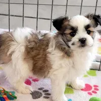 Felix, a male Maltese and Papillon for sale in Tucson, AZ – Photo 5 of 10
