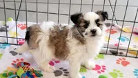 Felix, a male Maltese and Papillon for sale in Tucson, AZ – Photo 5 of 10