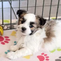 Felix, a male Maltese and Papillon for sale in Tucson, AZ – Photo 6 of 10