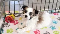 Felix, a male Maltese and Papillon for sale in Tucson, AZ – Photo 6 of 10