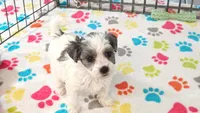 Maya, a female Havapoo for sale in Tucson, AZ – 6 of 10