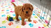 Amber, a female Cavapoo and Poodle - Miniature  for sale in Tucson, AZ – 2 of 10