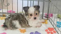 Duke, a male Maltese and Papillon for sale in Tucson, AZ – 4 of 10