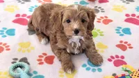 Chester, a male Cavapoo and Poodle - Toy  for sale in Tucson, AZ – 5 of 10