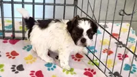 Ella, a female Shih Tzu and Poodle - Toy  for sale in Tucson, AZ – 7 of 10