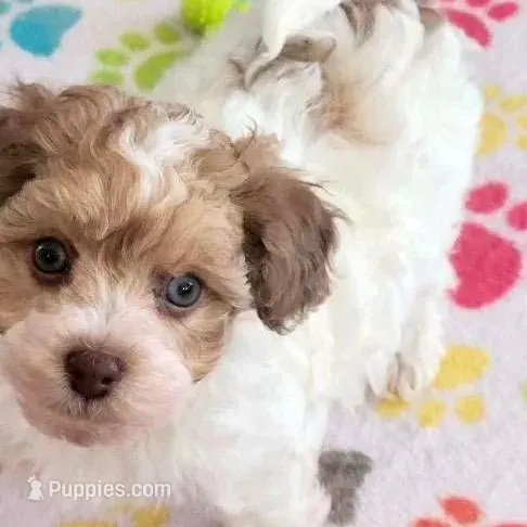 Maverick, a male Havapoo for sale in Tucson, AZ – Photo 3 of 10