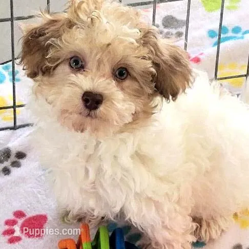 Maverick – Havapoo puppy for sale in Tucson, AZ