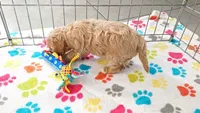 Harper, a female Cavapoo and Poodle - Miniature  for sale in Tucson, AZ – 8 of 10