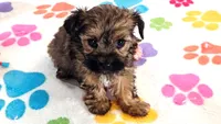 Jasmine, a female Yorkshire Terrier and Poodle - Toy  for sale in Tucson, AZ – 3 of 10