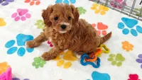 Bonnie, a female Cavapoo and Poodle - Toy  for sale in Tucson, AZ – 2 of 10