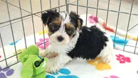 Sam, a male Yorkshire Terrier for sale in Tucson, AZ – 8 of 10