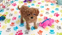 Layla, a female Cavapoo and Poodle - Toy  for sale in Tucson, AZ – 9 of 9