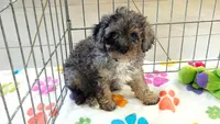 Layla, a female Cavapoo and Poodle - Toy  for sale in Tucson, AZ – 3 of 10
