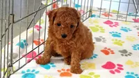 Amber, a female Cavapoo and Poodle - Miniature  for sale in Tucson, AZ – 7 of 10