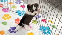 Jackson, a male Havashire for sale in Tucson, AZ – 2 of 10