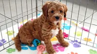 George, a male Cavapoo and Poodle - Toy  for sale in Tucson, AZ – 2 of 10