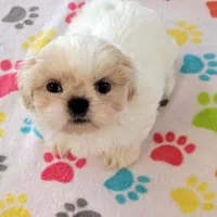 Pepper, a female Shih Tzu for sale in Tucson, AZ – Photo 2 of 9