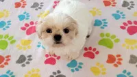 Pepper, a female Shih Tzu for sale in Tucson, AZ – Photo 2 of 9