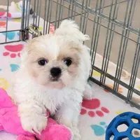 Pepper, a female Shih Tzu for sale in Tucson, AZ – Photo 8 of 9