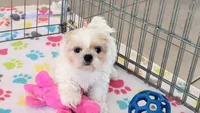Pepper, a female Shih Tzu for sale in Tucson, AZ – Photo 8 of 9