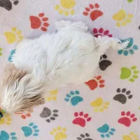 Pepper, a female Shih Tzu for sale in Tucson, AZ – Photo 4 of 9