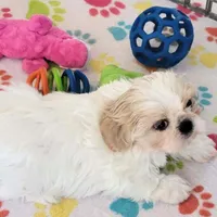 Pepper, a female Shih Tzu for sale in Tucson, AZ – Photo 3 of 9