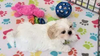 Pepper, a female Shih Tzu for sale in Tucson, AZ – Photo 3 of 9