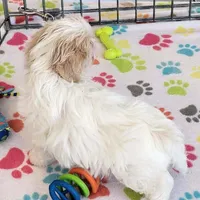 Pepper, a female Shih Tzu for sale in Tucson, AZ – Photo 7 of 9