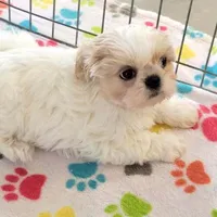 Pepper, a female Shih Tzu for sale in Tucson, AZ – Photo 9 of 9