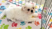 Pepper, a female Shih Tzu for sale in Tucson, AZ – Photo 9 of 9