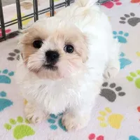 Pepper, a female Shih Tzu for sale in Tucson, AZ – Photo 5 of 9