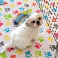 Pepper, a female Shih Tzu for sale in Tucson, AZ – Photo 6 of 9