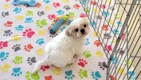 Pepper, a female Shih Tzu for sale in Tucson, AZ – Photo 6 of 9